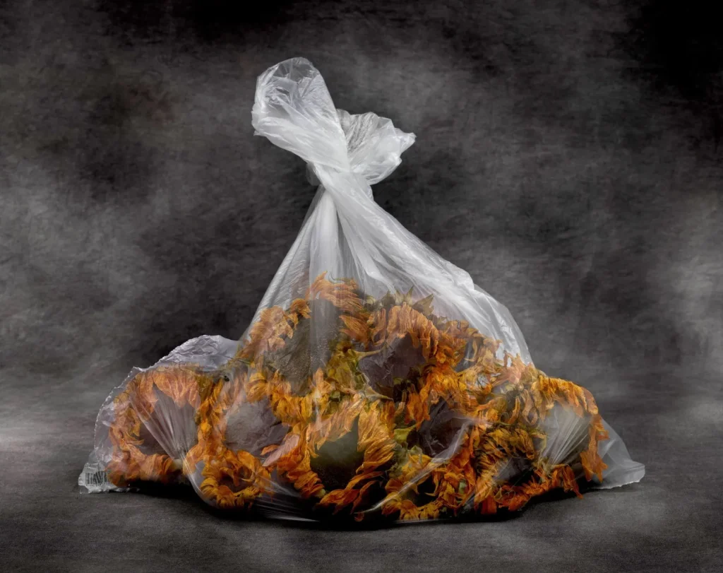 rancinan natures mortes vanites sunflowers in a plastic bag 2026