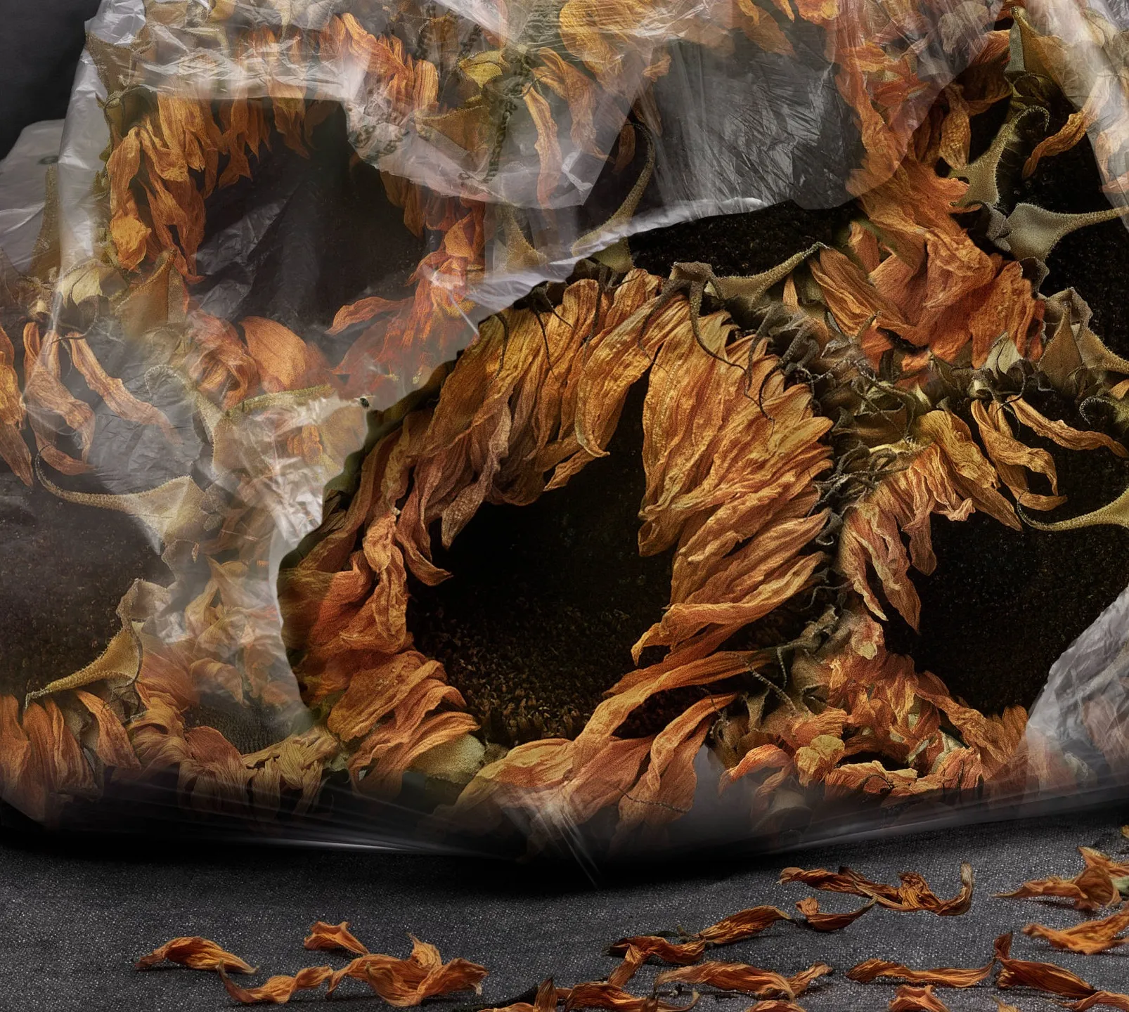 rancinan natures mortes vanites sunflowers in a plastic bag 7 detail 2026
