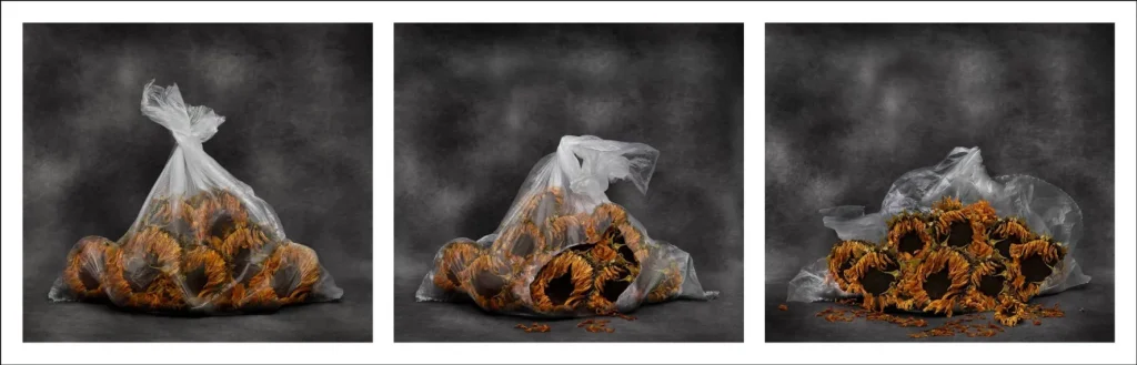 rancinan natures mortes vanites sunflowers in a plastic bag triptych 2026