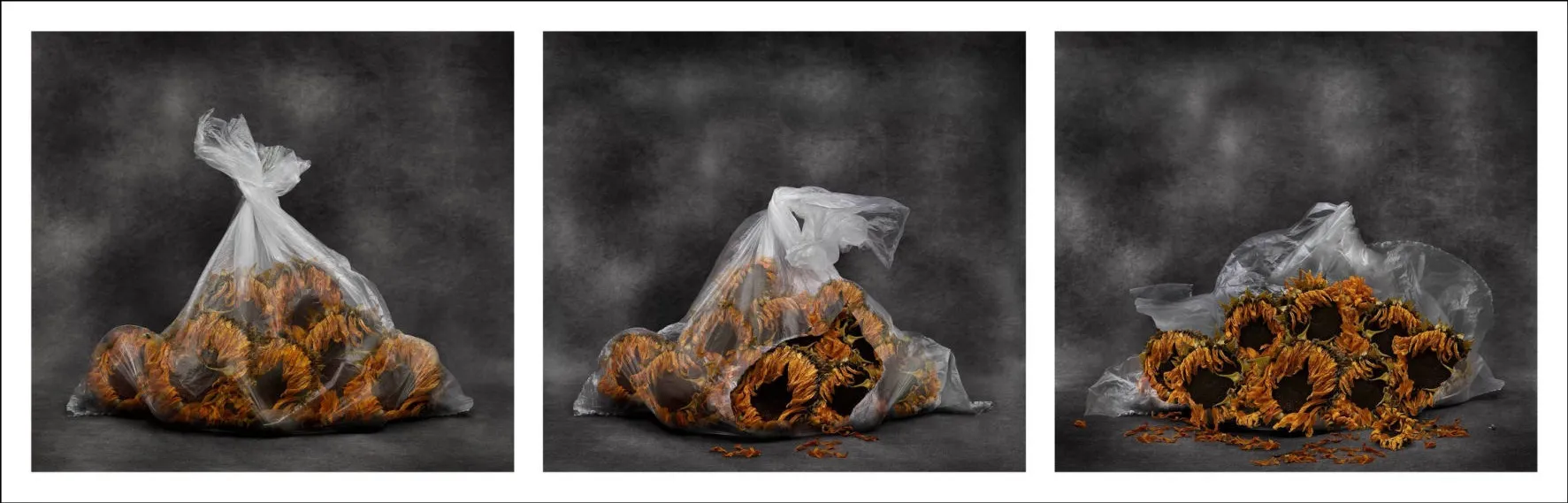 Natures Mortes & Vanités